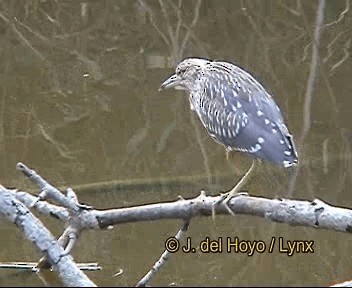 kvakoš noční (ssp. nycticorax) - ML201264241
