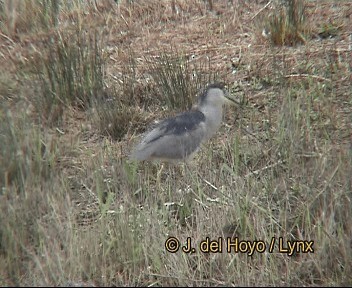 kvakoš noční (ssp. nycticorax) - ML201264251