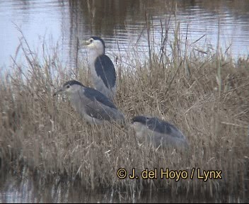 kvakoš noční (ssp. nycticorax) - ML201264261