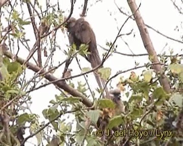 Speckled Mousebird - ML201264291