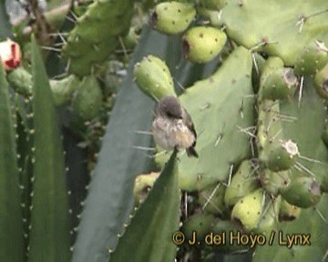 African Dusky Flycatcher - ML201264331