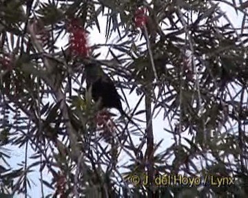 Bronze Sunbird - ML201264351