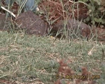 Baglafecht Weaver (Reichenow's) - ML201264371