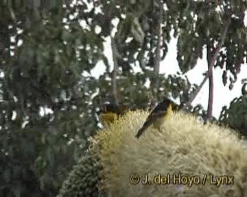 Baglafecht Weaver (Reichenow's) - ML201264381