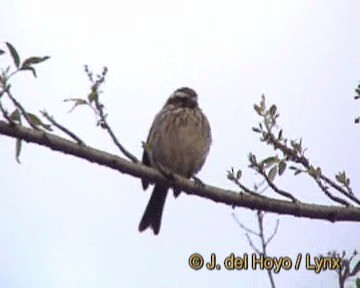 Serín Estriado - ML201264391