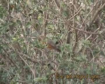 Rufous Chatterer - ML201264411