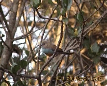 Red-cheeked Cordonbleu - ML201264421