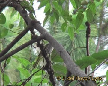 ミヤマヒヨドリ - ML201264451