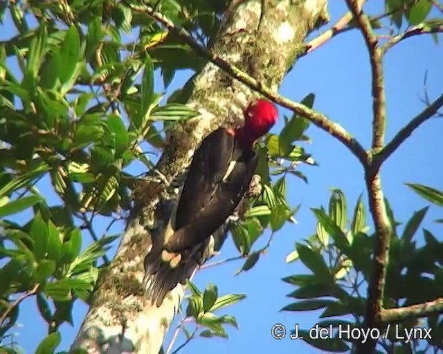 Robust Woodpecker - ML201264471