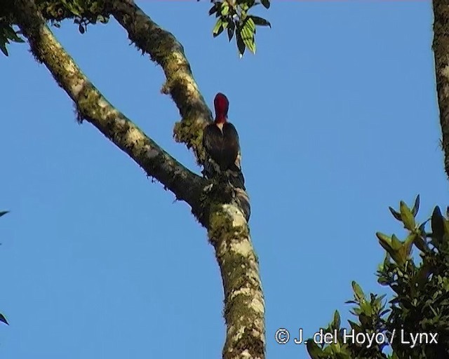 Robust Woodpecker - ML201264481