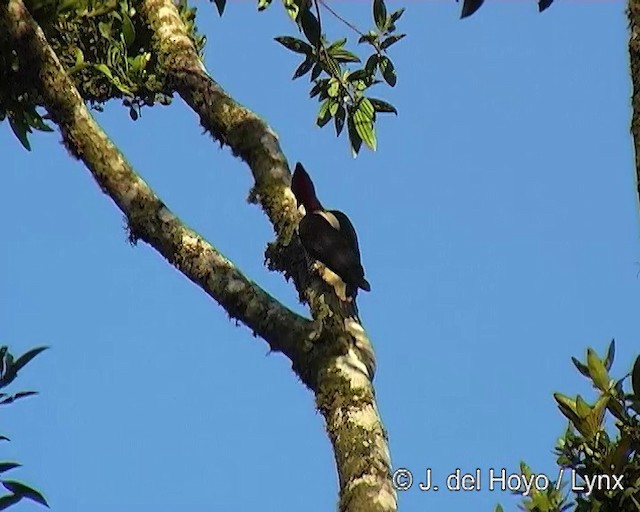 Robust Woodpecker - ML201264491