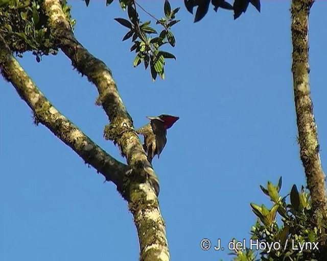 Robust Woodpecker - ML201264501