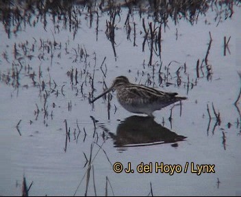 bekasina otavní - ML201264581