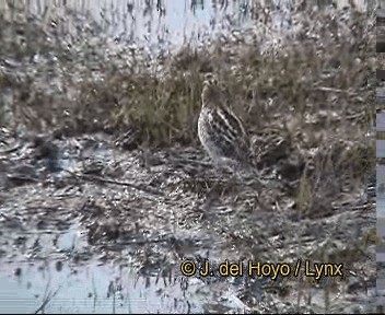 bekasina otavní - ML201264591