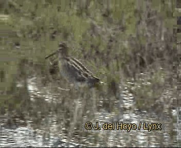 bekasina otavní - ML201264601