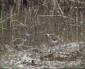 bekasina otavní - ML201264611