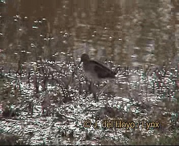 bekasina otavní - ML201264621