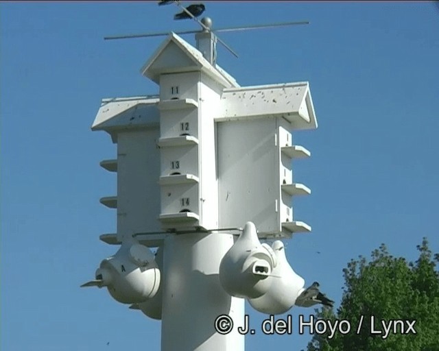 Purple Martin (subis/arboricola) - ML201264651