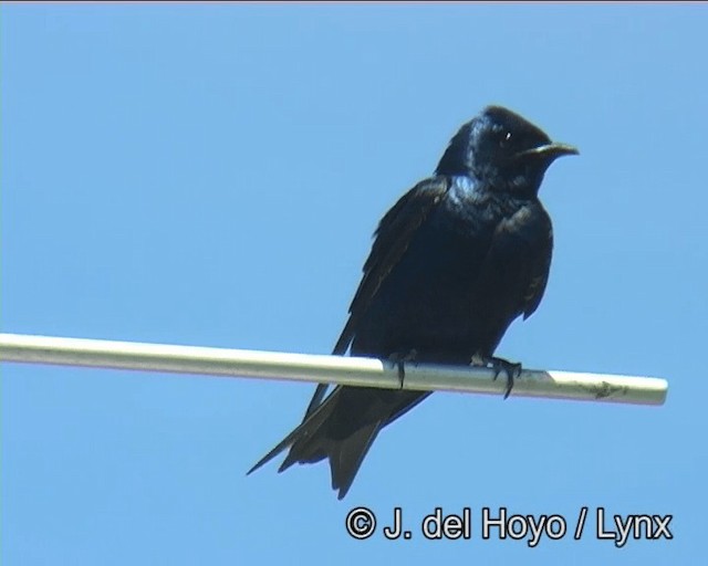 Golondrina Purpúrea (subis/arboricola) - ML201264661