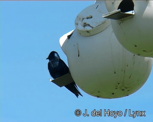 Purple Martin (subis/arboricola) - ML201264671