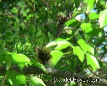 hvitøyevireo (griseus gr.) - ML201264751