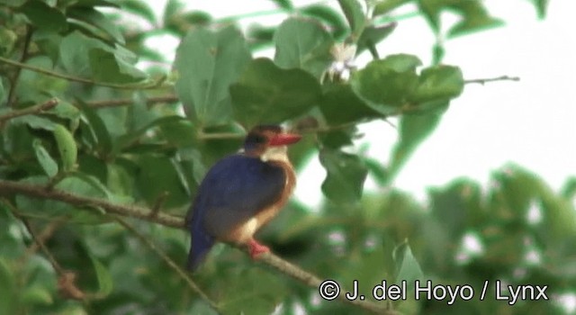 African Pygmy Kingfisher - ML201264791