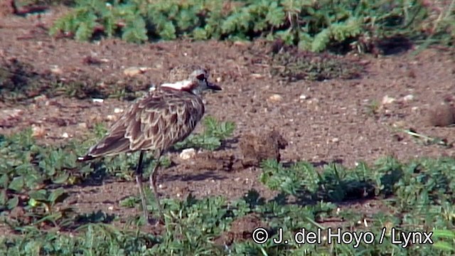 Kittlitz's Plover - ML201264801