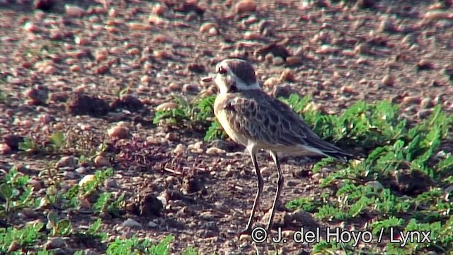 Kittlitz's Plover - ML201264821