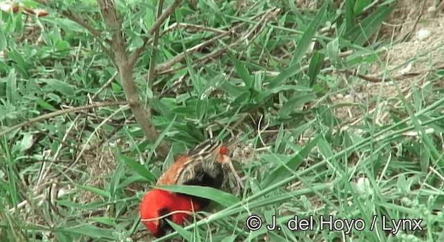 Southern Red Bishop - ML201264921