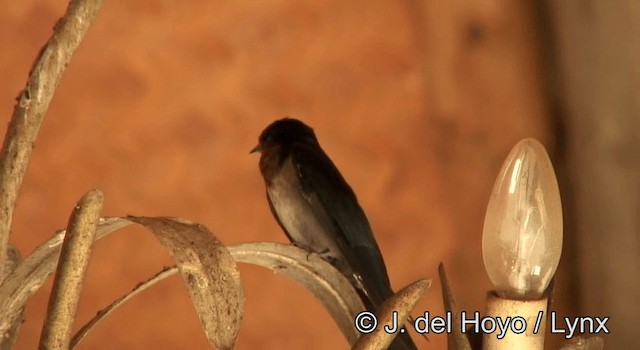 Golondrina Angoleña - ML201264941