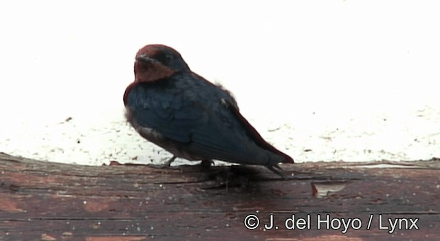 Golondrina Angoleña - ML201264951