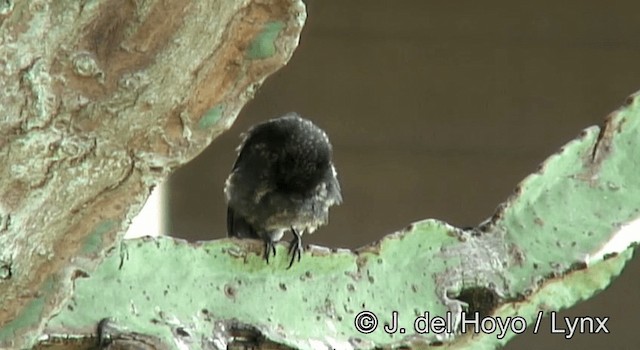 Northern Black-Flycatcher - ML201265001