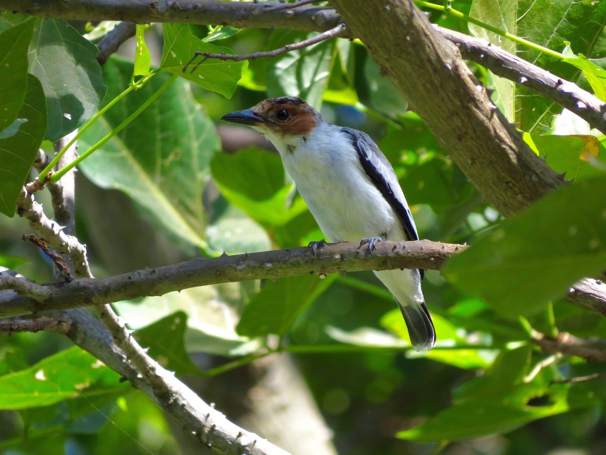 Black-crowned Tityra - John van Dort