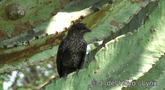 Northern Black-Flycatcher - ML201265011