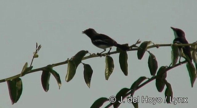 hvitvingepløsøye - ML201265071