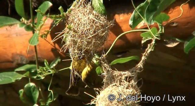 Lesser Masked-Weaver - ML201265091