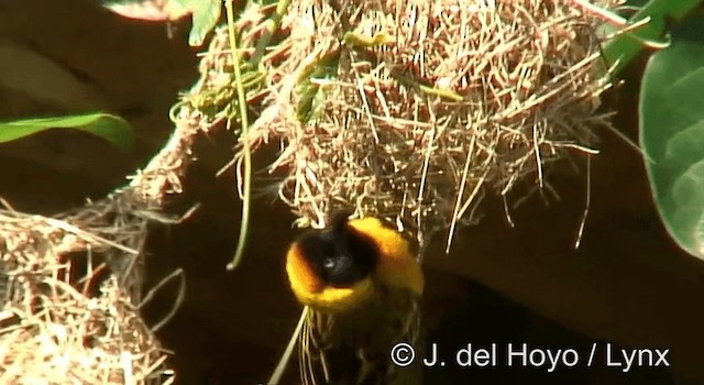 Lesser Masked-Weaver - ML201265101