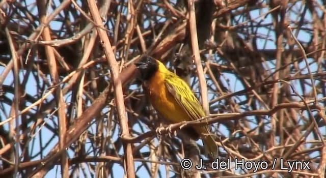 Tisserin à dos d'or - ML201265111