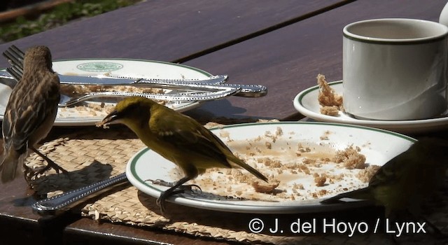 Black-headed Weaver - ML201265121