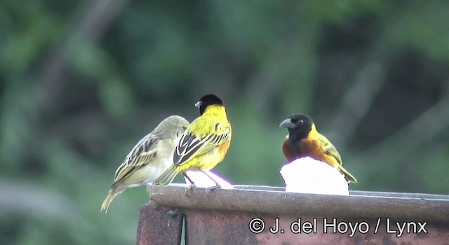 Black-headed Weaver - ML201265131