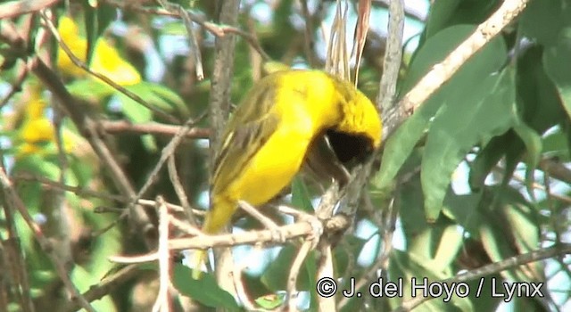 Slender-billed Weaver - ML201265161