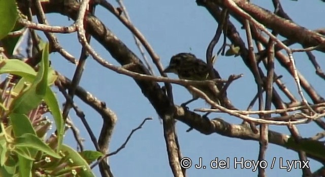 Yellow-fronted Tinkerbird - ML201265171