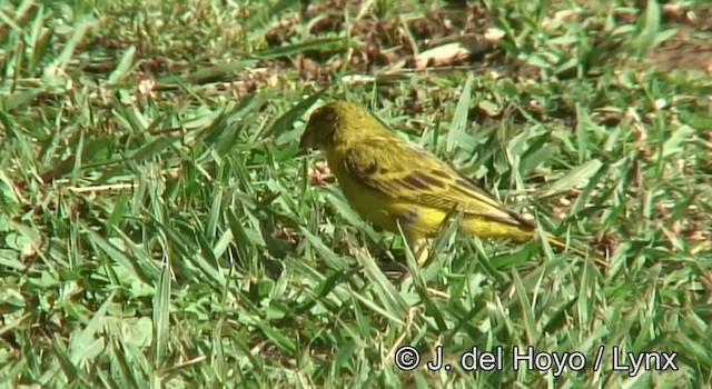 Brimstone Canary - ML201265211