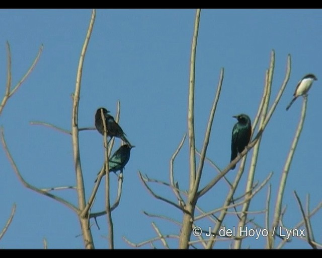 Küçük Mavikulak Sığırcık (chloropterus) - ML201265291