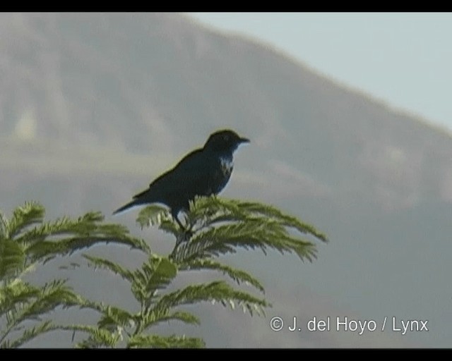 Lesser Blue-eared Starling (Lesser) - ML201265301