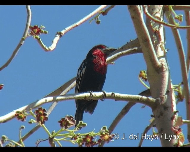 Kara Gagalı Barbet - ML201265341