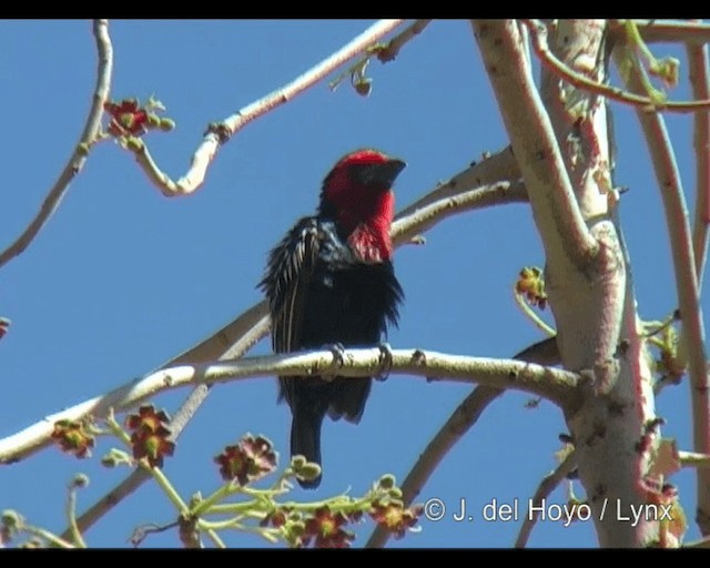 Kara Gagalı Barbet - ML201265351