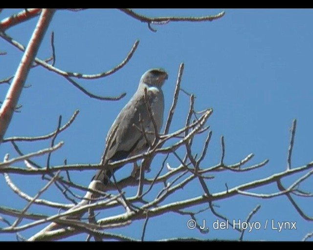 Dark Chanting-Goshawk - ML201265361