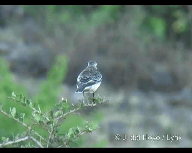 Pied Wheatear - ML201265481