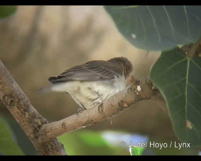 Sahel Bush Sparrow - ML201265491